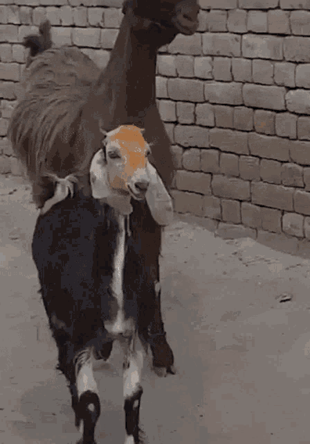 Goats Dancing GIF - Goats Dancing Friends GIFs