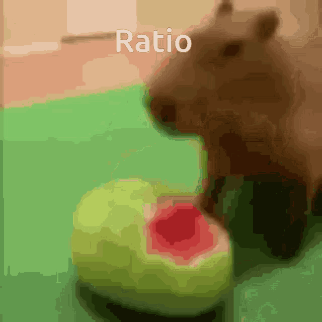 a close up of a capybara eating a watermelon with the word ratio written above it