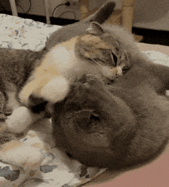 Cat Kiss Cat Kisses GIF - Cat Kiss Cat Kisses Cat Cuddle GIFs