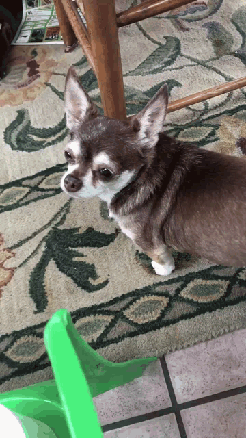Chihuahua Shorty GIF - Chihuahua Shorty Dog GIFs
