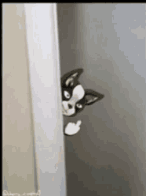 a black and white dog is peeking out from behind a door .