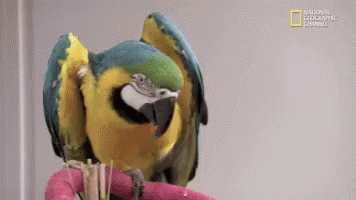 Macaw Shhh GIF - Macaw Shhh Parrot GIFs