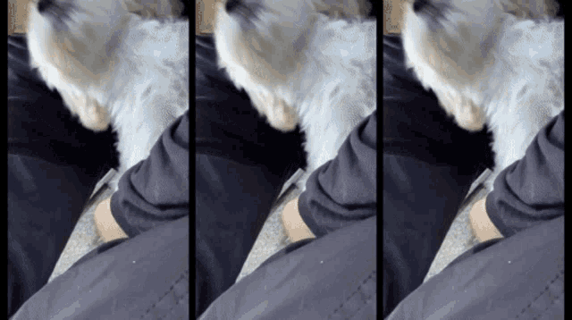 three pictures of a dog laying on someone 's lap
