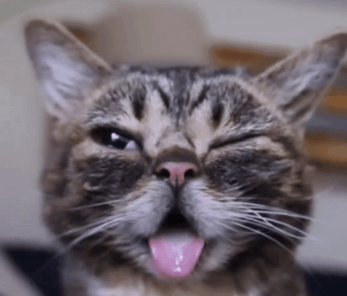 Cat Wink Obifobi GIF - Cat Wink Cat Wink GIFs