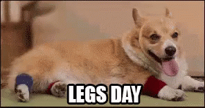 Gettin The Daily Workout In GIF - Legs Day Corgi Funny Dog GIFs