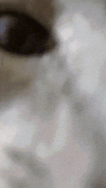 a close up of a cat 's eye with a very blurry background