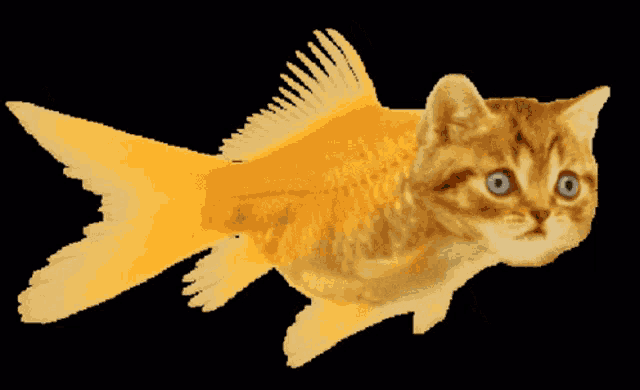 a cat with blue eyes looks like a goldfish