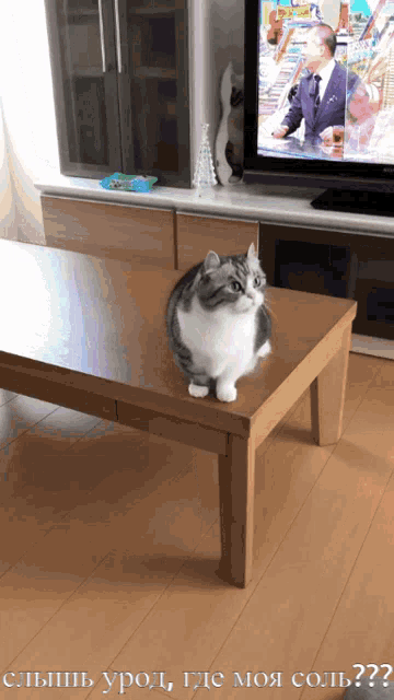 a cat is sitting on a table in front of a tv with russian writing