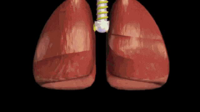 Lungs Alveoli GIF - Lungs Alveoli Anatomy GIFs