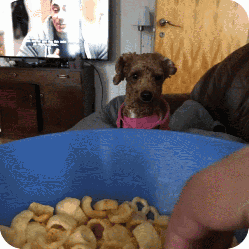 a dog is looking at a bowl of chips in front of a flat screen tv