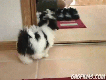 Who Are You? GIF - Animals Dog Puppy GIFs
