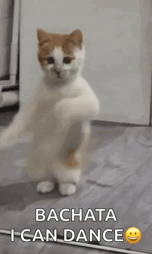 a cat is standing on its hind legs and dancing with the words bachata i can dance .