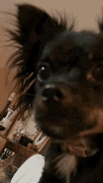 a close up of a dog 's face with its tongue sticking out