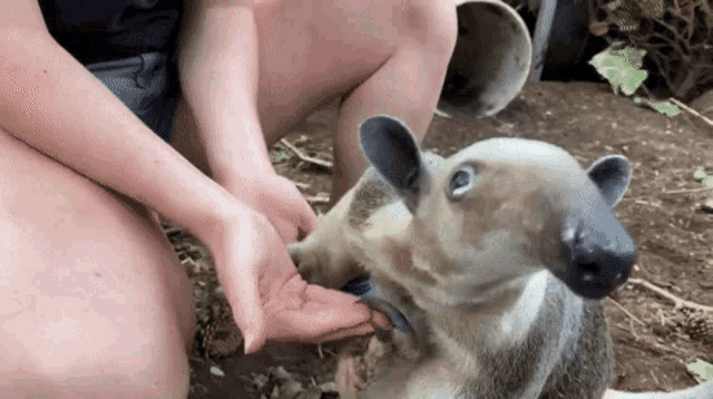 a person is feeding a small animal with their hands