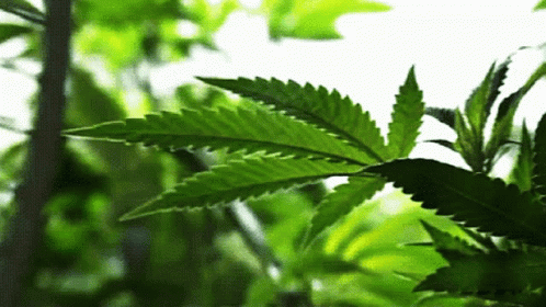 Cannabis Weed GIF - Cannabis Weed Fields GIFs