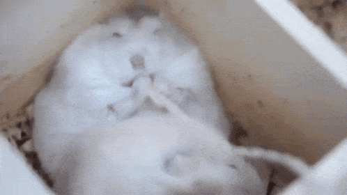 a bunch of white mice sleeping in a box .
