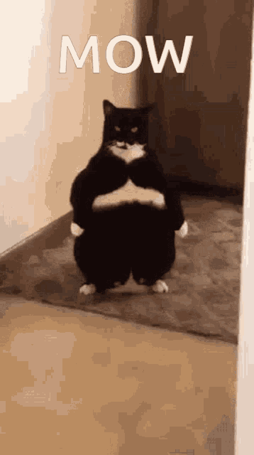 Mow Fat Cat GIF - Mow Fat Cat GIFs