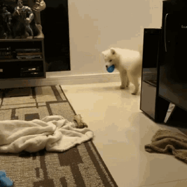 a white dog with a blue ball in its mouth stands in a living room