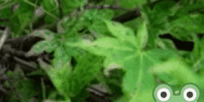 a close up of a green leaf with a frog 's eyes .