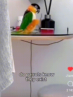 a colorful parrot is sitting on a table and says do parrots know they exist .