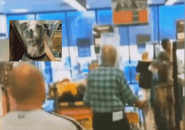 a man in a plaid shirt looks at a dog wearing a helmet