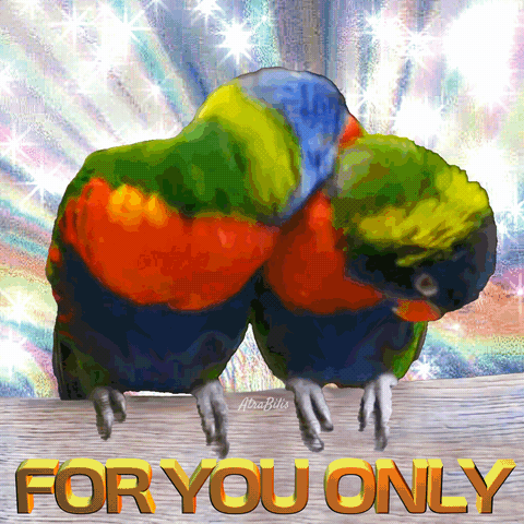 For You Only Meme Parrot Couple Meme GIF - For You Only Meme Parrot Couple Meme Parrots In Love Meme GIFs