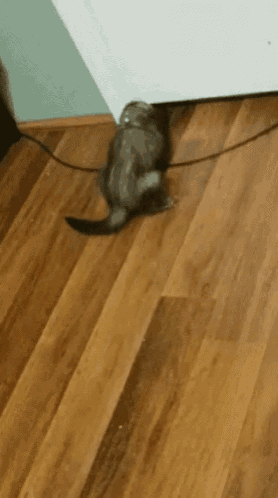 a cat is laying on a wooden floor next to a door