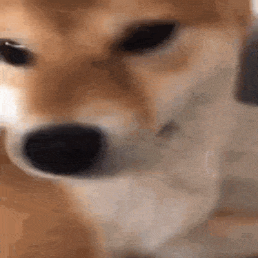 a close up of a dog 's face with a blurry background