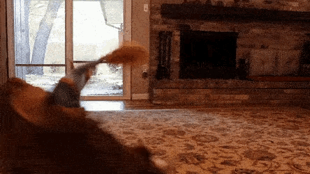 Dogs Funny Animals GIF - Dogs Funny Animals Halloween Costume GIFs