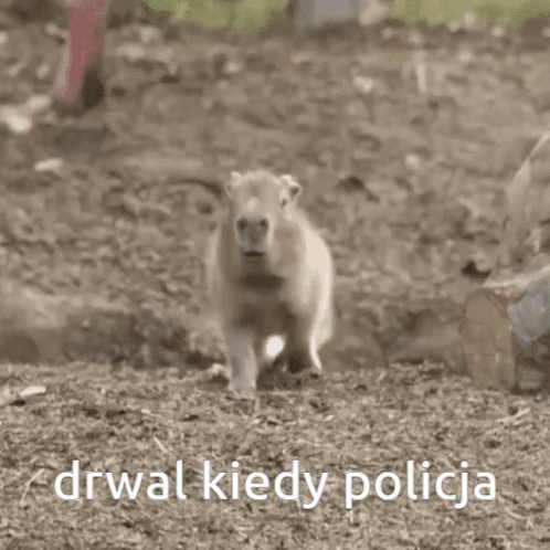 Drwaltogej Capybara GIF - Drwaltogej Capybara Mr6wek Serwer GIFs