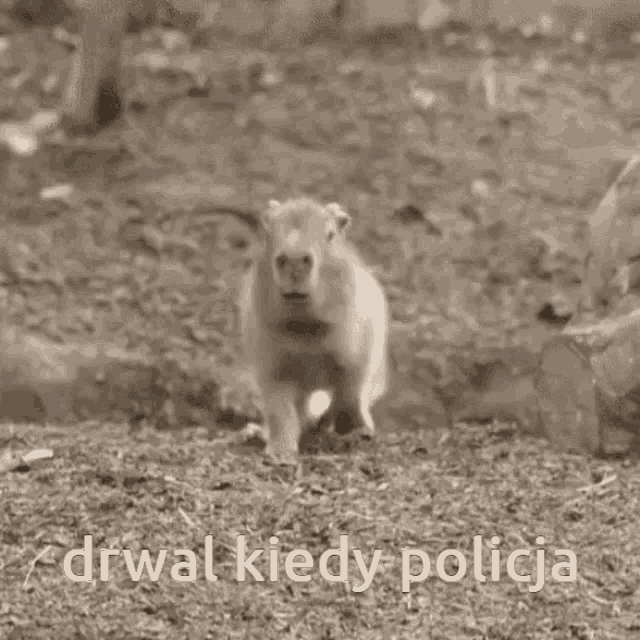 a picture of a prairie dog laying on the ground with the words drwal kiedy policia written below it