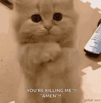 a cat is standing on its hind legs and saying `` you 're killing me `` .