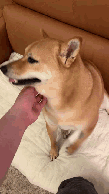 a person is petting a brown dog on a bed