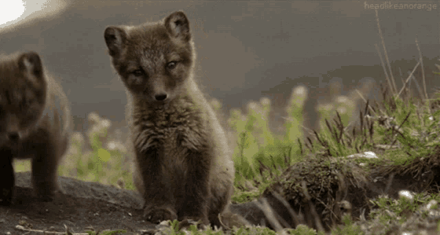 two fox cubs standing in a field with the words headlikeanorange below them