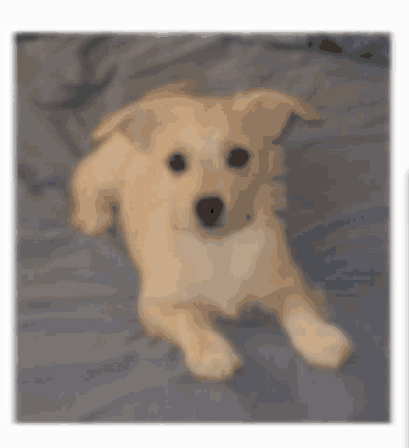 a small dog is laying on a blue blanket and looking at the camera