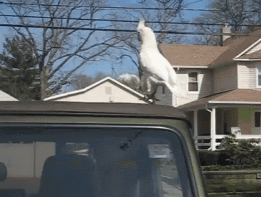 a white bird perched on top of a car