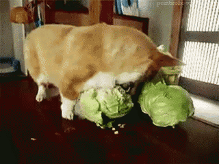 a corgi dog is eating a cabbage on a table ..
