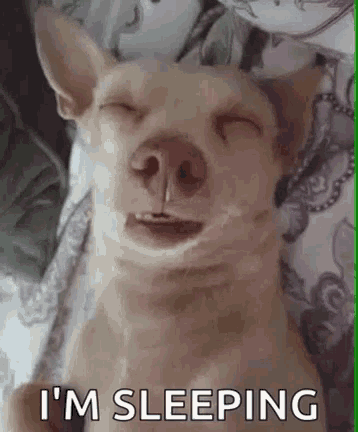 Dog Sleeping GIF - Dog Sleeping Im Sleeping GIFs