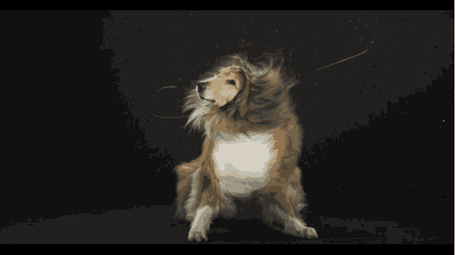a collie dog is standing on its hind legs and looking up