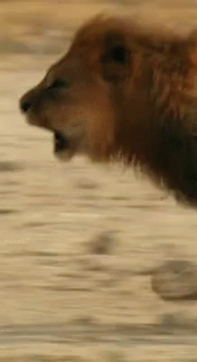 Lion Running GIF - Lion Running GIFs