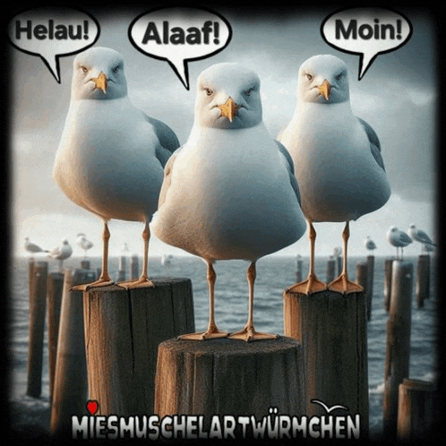 three seagulls with speech bubbles that say helau alaf and moin