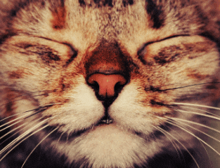 a close up of a cat 's nose and whiskers