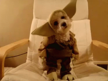 Funny Animals Yoda GIF - Funny Animals Yoda Dog GIFs