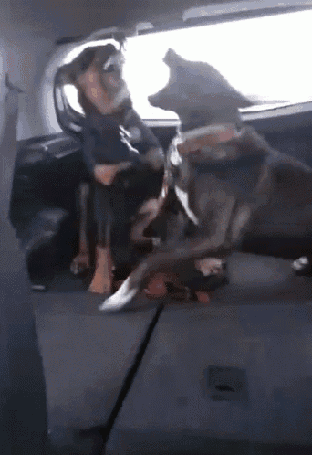 a man is sitting in the back seat of a car with two dogs .