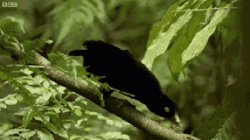 a black bird perched on a tree branch with bbc written on the bottom