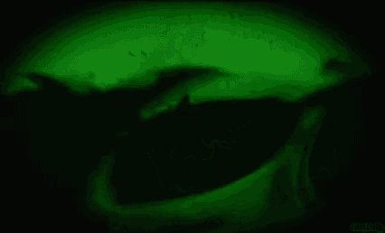 a skull is surrounded by smoke in a green background .
