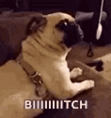 a pug dog is sitting on a couch with its legs crossed and looking up .
