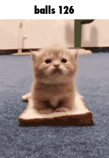 a kitten is sitting on a piece of bread with the words balls 126 below it .