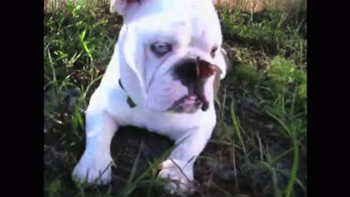 Butterfly On Your Nose Cute One! GIF - Cute Puppy Dog GIFs