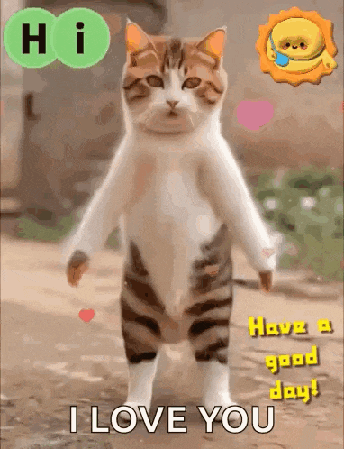 a cat standing on its hind legs with the words " i love you " on it